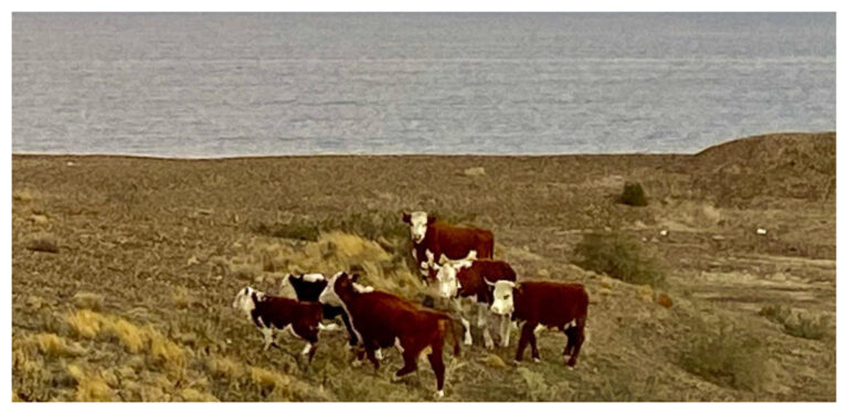 La inusual postal en El Doradillo: vacas caminando por la playa