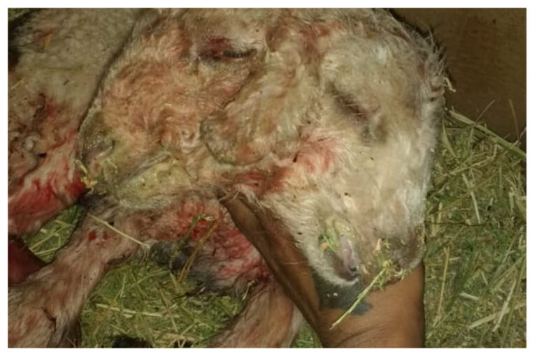 Nació un cordero con dos cabezas en Río Negro