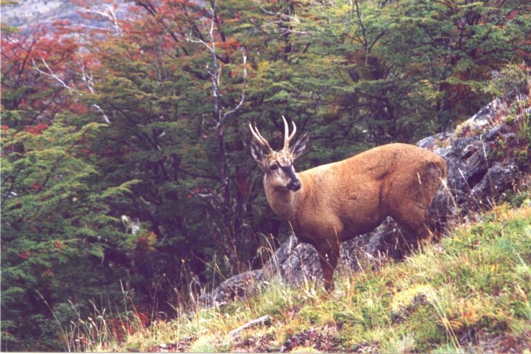 Avistaron un Huemul en el Parque Nacional Los Alerces