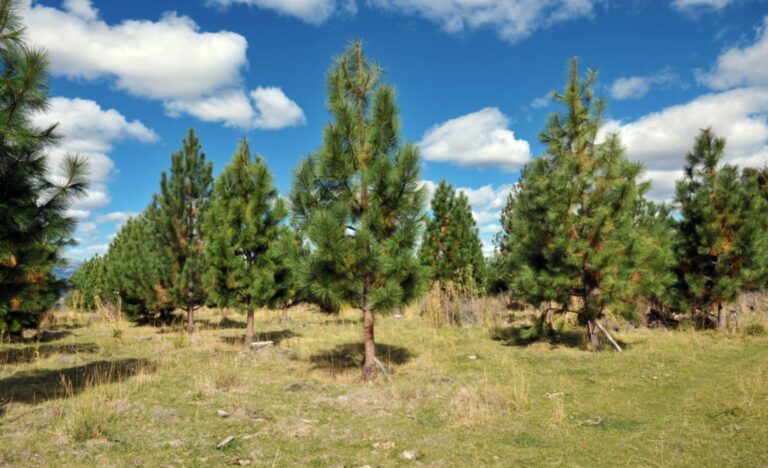 El Gobierno del Chubut invierte en el desarrollo forestal