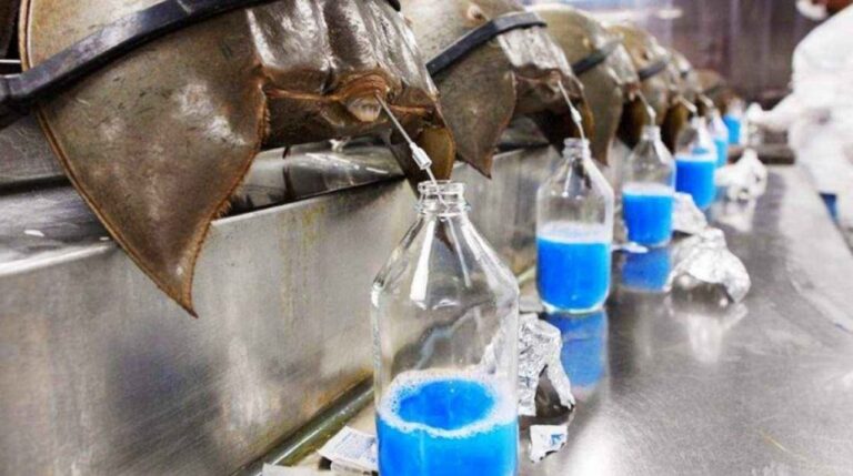 Vacuna del Coronavirus: el cangrejo de sangre azul podría contribuir para encontrar la cura.