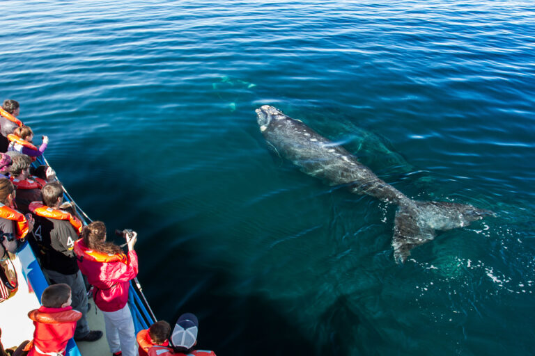 Turismo avanza en el protocolo para el avistaje de ballenas