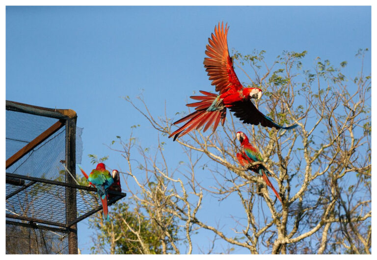 Liberan 5 guacamayos rojos al norte del Gran Parque Iberá para fundar una nueva población silvestre