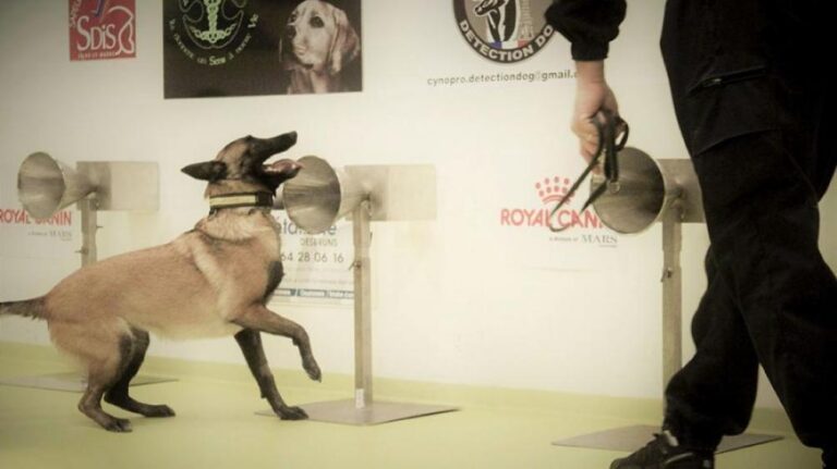 La UBA entrena perros para detectar casos de coronavirus con el olfato