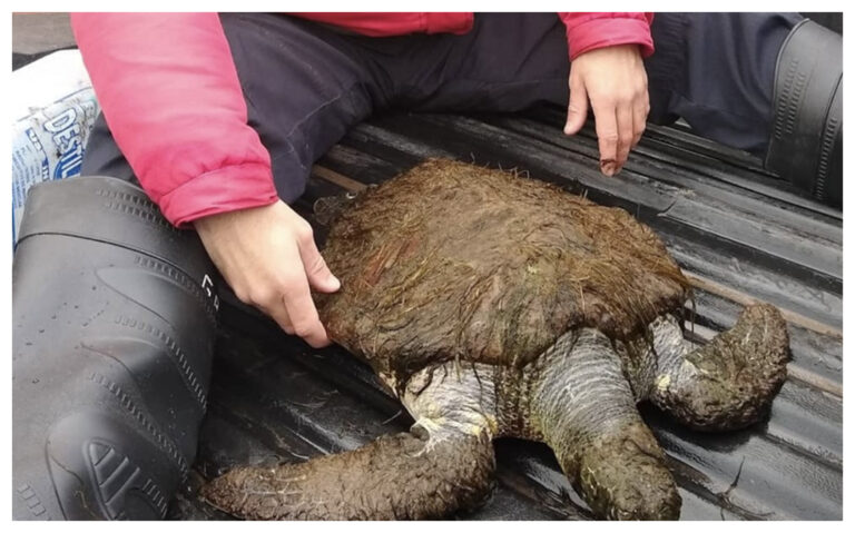 Rescataron un ejemplar de tortuga verde y en peligro de extinción