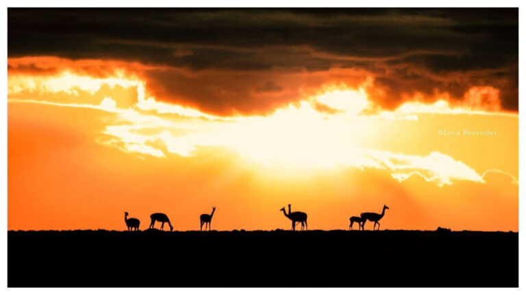 Accidentes en la ruta: la culpa no es de los guanacos