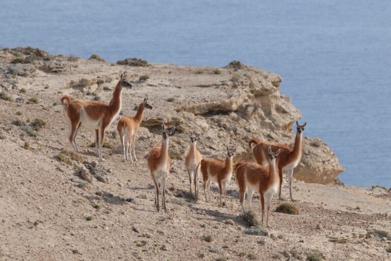 Detectaron cazadores de guanacos en Península Valdés