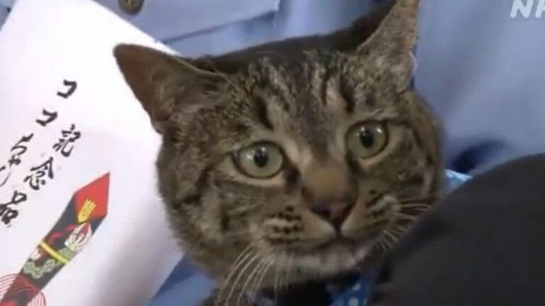 Japón: le dieron reconocimiento a un gato que ayudó a salvar la vida de un anciano