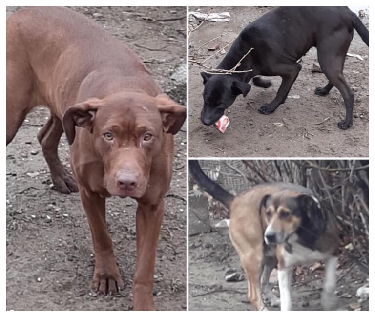 Piden ayuda  para reubicar a los perros de «Guille,el hombre que  murió afuera del Hospital
