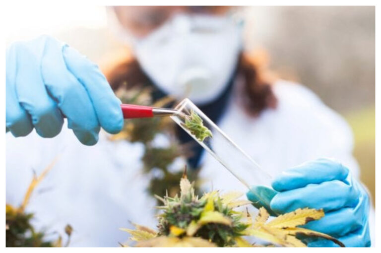 BioChubut; la empresa estatal que comenzaría a producir cannabis de uso terapéutico