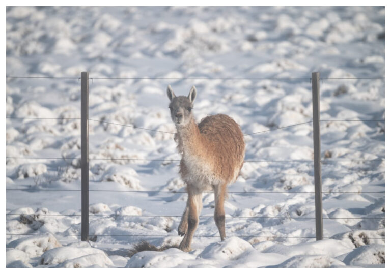 Fauna de la Patagonia: Salvar lo que queda; recuperar lo que perdimos