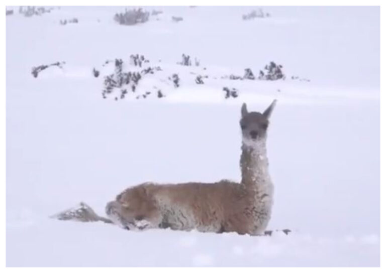 Frío patagónico: un guanaco no puede mantenerse en pie por las bajas temperaturas