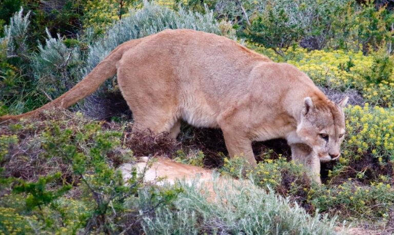 Hoy comienza el festival digital para celebrar el Día Internacional del Puma
