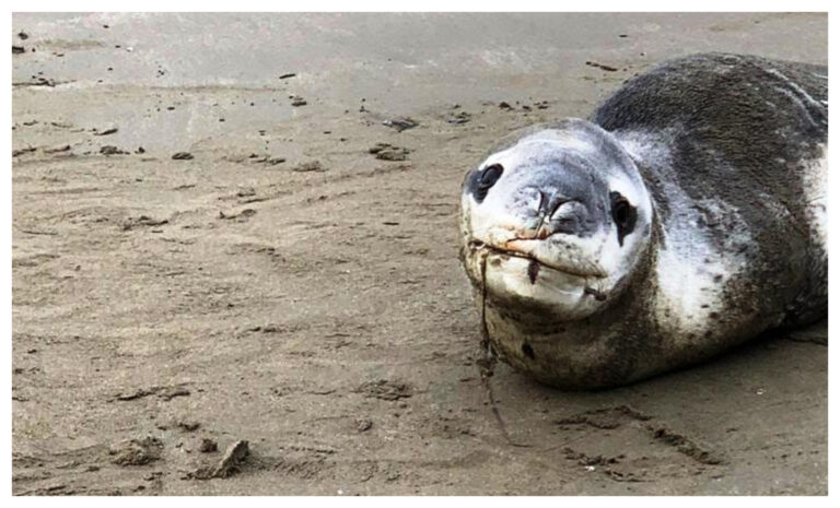 Advierten a la población sobre aparición de foca leopardo en Rada Tilly