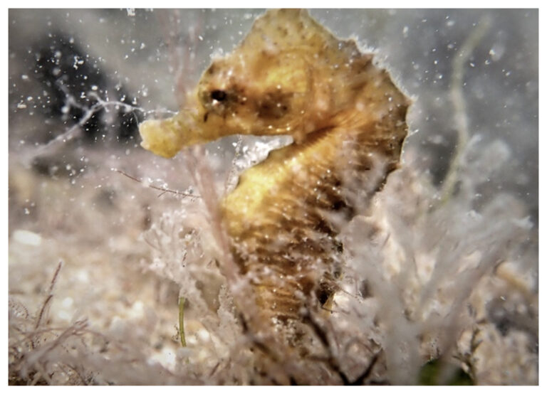 El caballito de mar que habita en aguas patagónicas está en peligro de extinción