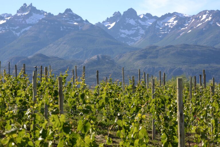 Reconocieron a Trevelin como primer zona geográfica vitivinícola de Chubut