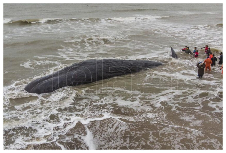 Un cachalote de unos 15 metros murió varado en una playa de Santa Clara del Mar