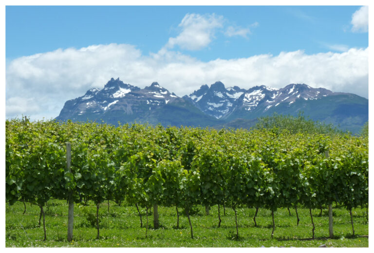 Vitivinicultura: El INV reconoce a Trevelin como la primera zona con Indicación Geográfica del Chubut