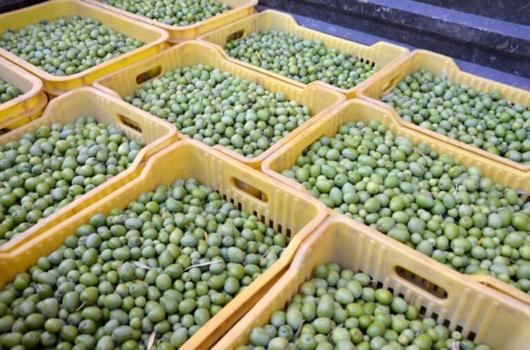 Provincia trabaja junto a productores olivícolas en el crecimiento de la actividad