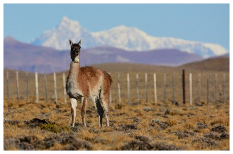 Buscan incrementar las especies nativas en el noroeste de Santa Cruz