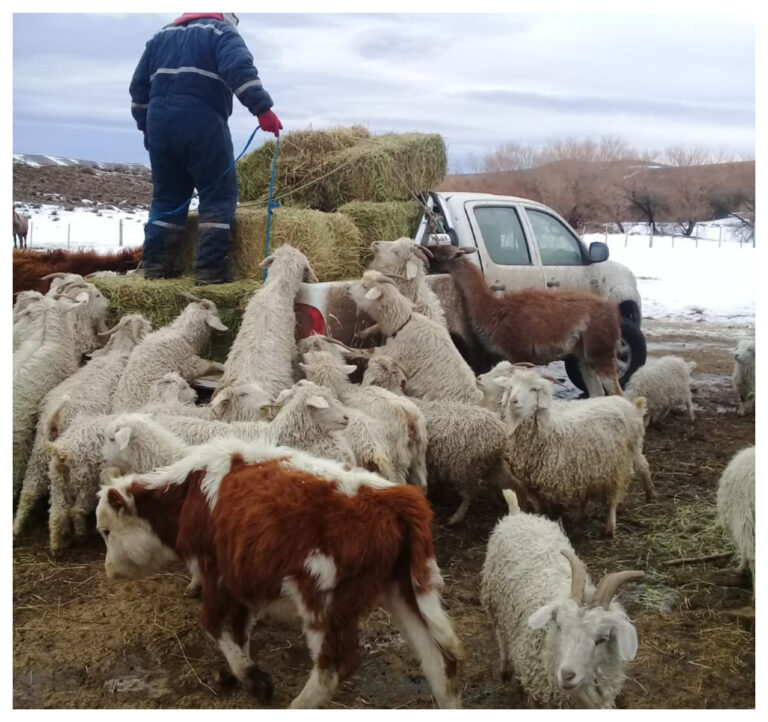 Emergencia Agropecuaria: Se informa sobre los requerimientos para completar las declaraciones juradas