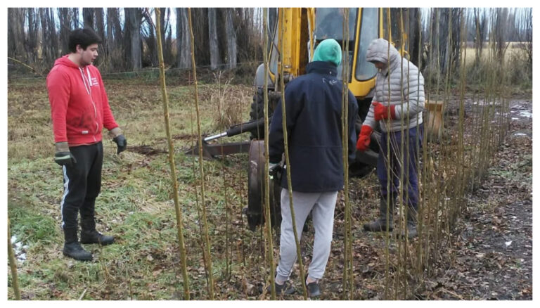 Comenzó la cosecha de salicáceas para cortinas forestales