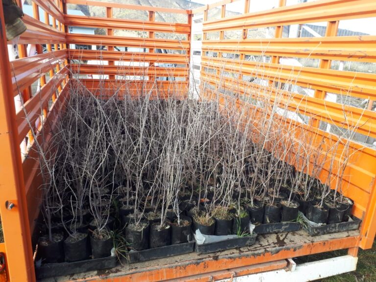 La Secretaría de Bosques entregó plantas a pequeños productores de la Meseta