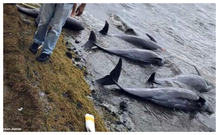 Hallan 13 delfines muertos en playas de Mauricio tras el derrame de petróleo