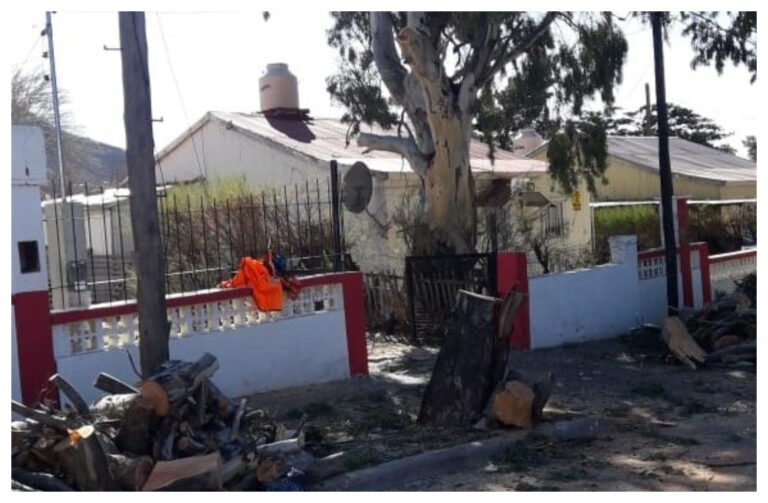 Multarán con alrededor de 500 mil pesos a la empresa que cortó 3 arboles históricos en KM3