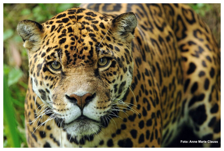 Un proyecto busca que el yaguareté deje de estar en la lista de especies en riesgo de extinción