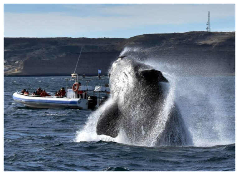 ¿Por qué hoy se conmemora el Día Nacional de la Ballena Franca Austral?