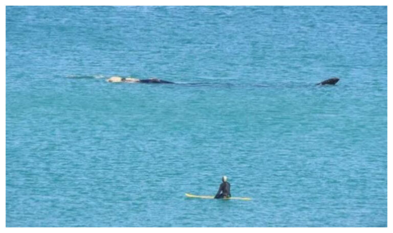 Las Grutas: una ballena franca austral sorprendió a un surfista
