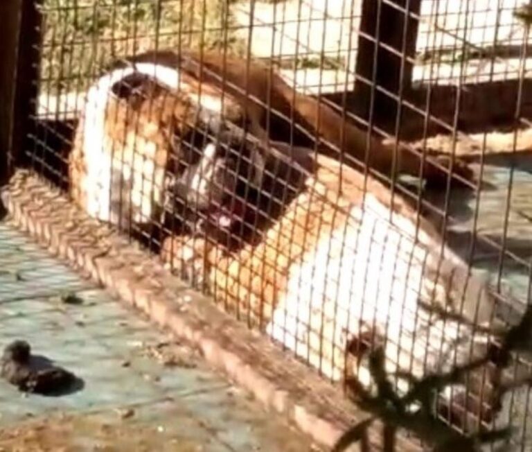 Juicio por maltrato animal: tenía siete perros encerrados en caniles