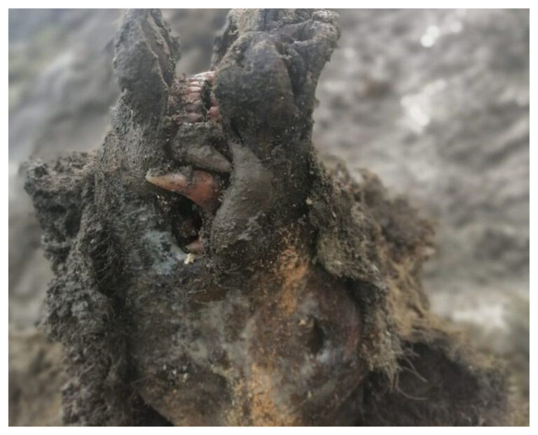 Hallaron un oso de la Edad de Hielo «completamente conservado» que encontraron en Rusia