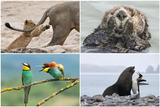 Las fotos finalistas del concurso mundial de animales salvajes