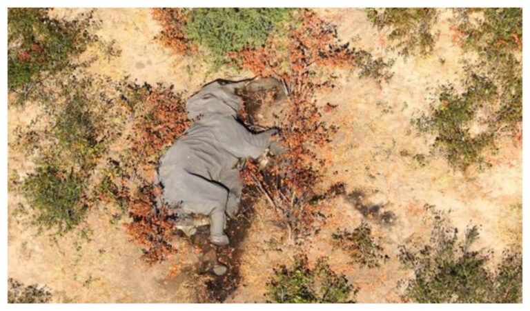 Descubren que causó la muerte de unos 300 elefantes en África