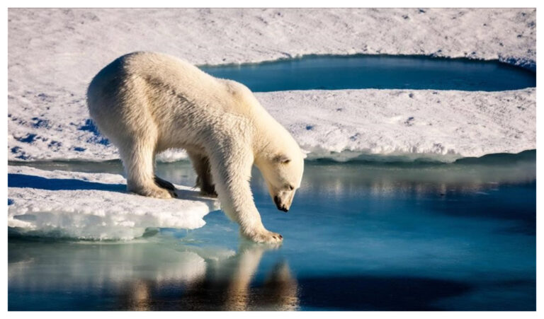 El casquete polar ártico alcanzó su segundo nivel más bajo del que haya registro