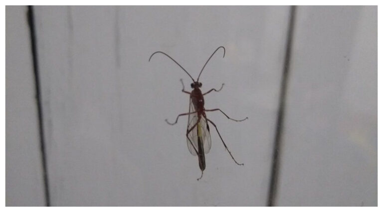 Una plaga de avispas sorprendió a Bahía Blanca