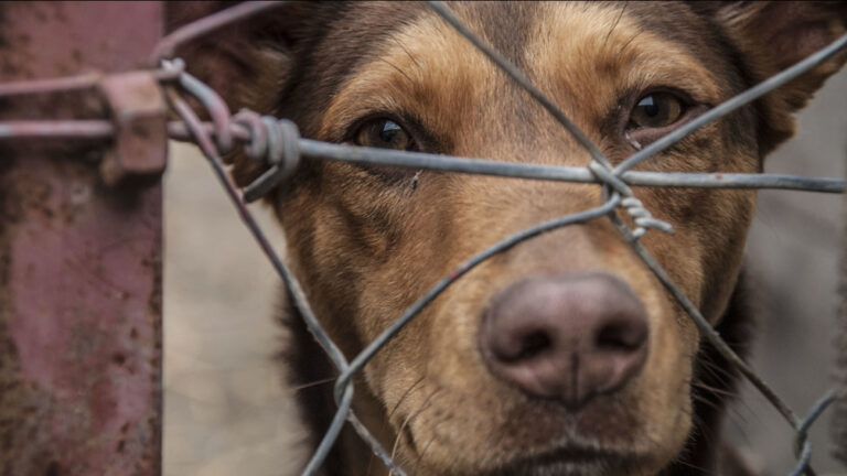 Horror: un hombre colgó a su perro de un árbol porque mordió a su hijo