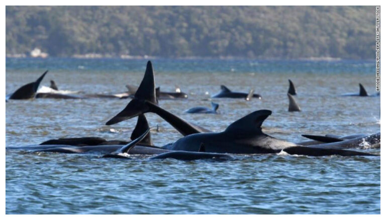 Varamiento masivo de ballenas en Australia y un operativo contrarreloj para salvarlas