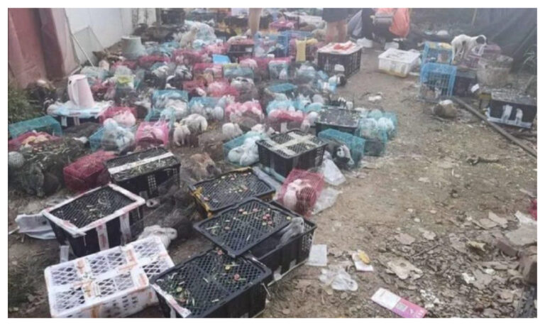 Hallan miles de mascotas embaladas y muertas en un depósito chino