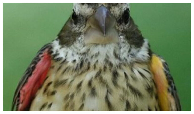Descubrieron un pájaro con «características sexuales contrastantes»