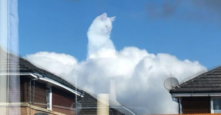 «Una especie de Dios»: el reflejo de un gato en la ventana se convirtió en meme viral