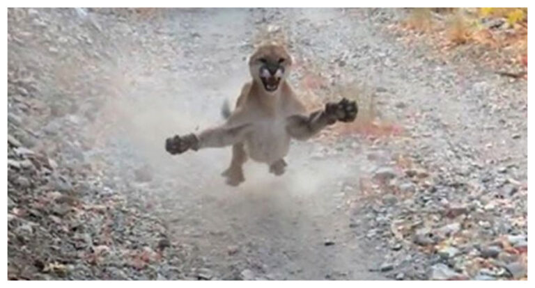 ¡Minutos de terror !  El encuentro de un senderista con un puma