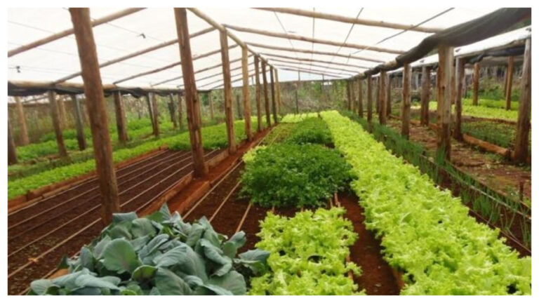 Construirán invernáculos en Lago Blanco y Aldea Beleiro para la provisión de verduras y hortalizas