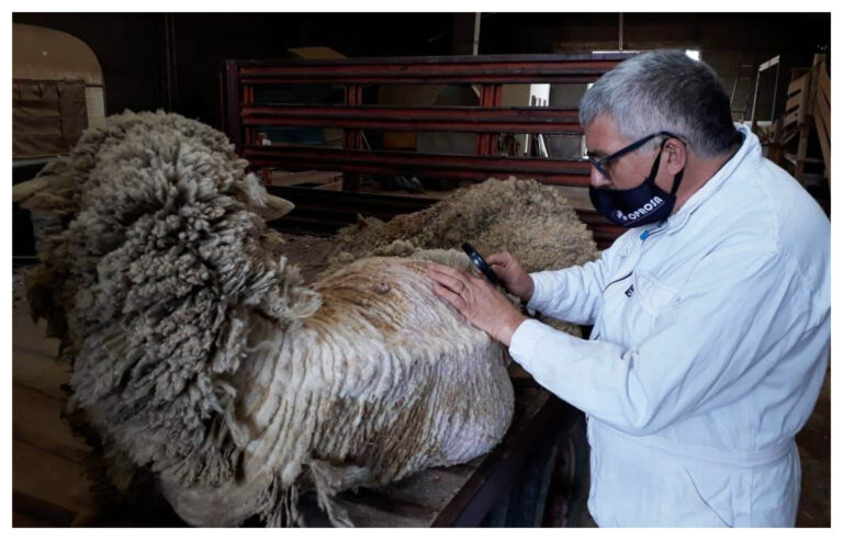 Se trabaja en la efectividad de productos antisárnicos en ovinos para mantener el status sanitario