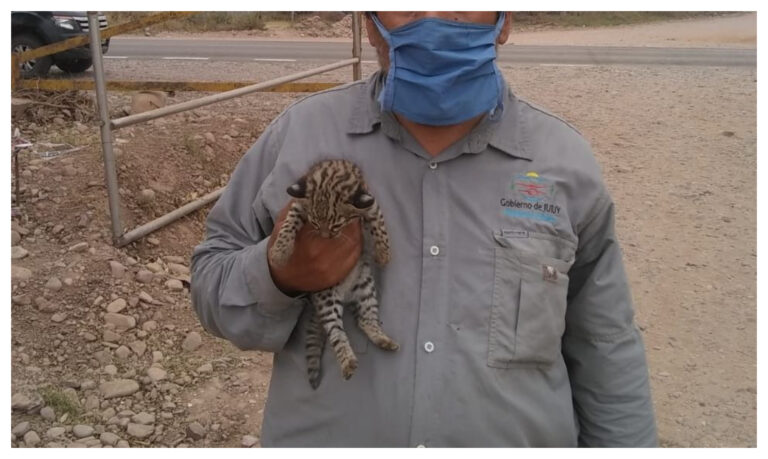 Rescataron a un gato del monte durante los incendios en Calilegua