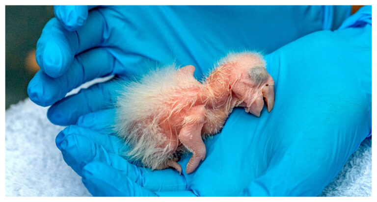 Nacieron tres guacamayos en el marco de un proyecto que busca recuperar la especie en estado silvestre