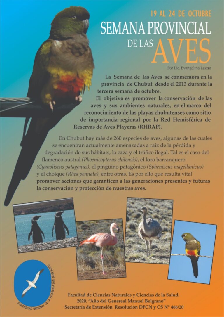 Semana Provincial de las Aves: en Chubut se pueden observar alrededor de 270 especies