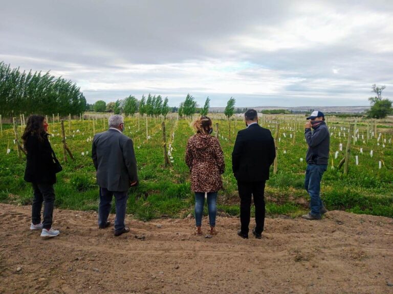Este año se producirán 2 mil litros de vino en Gaiman